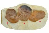 Wide Plate with Three Fossil Leaves (Two Species) - Montana #262383-1
